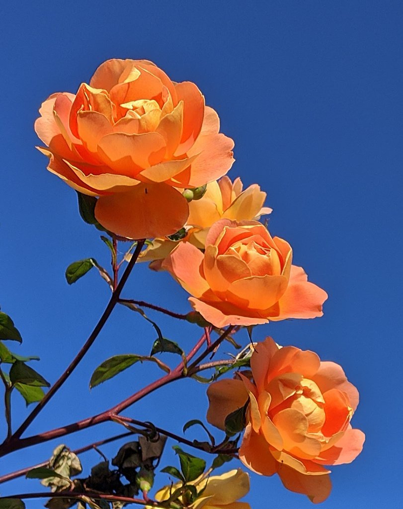 Rose in flower