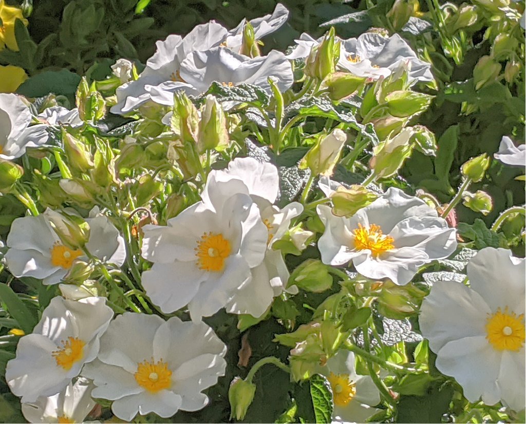 The pure white papery petals of this Cistus fall like snow but there are so many blooms that it gives a great display – if you can keep it through the winter.