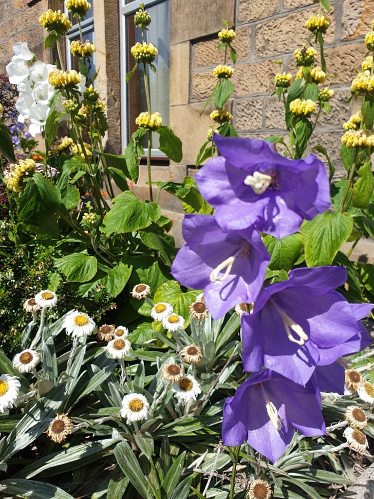 Celmisia going over, campanula hogging the foreground while Phlomis russeliana harmonises with the stonework. By the way, this Phlomis - 'Turkish sage' - is a bit of a thug and shows no mercy to its neighbours.