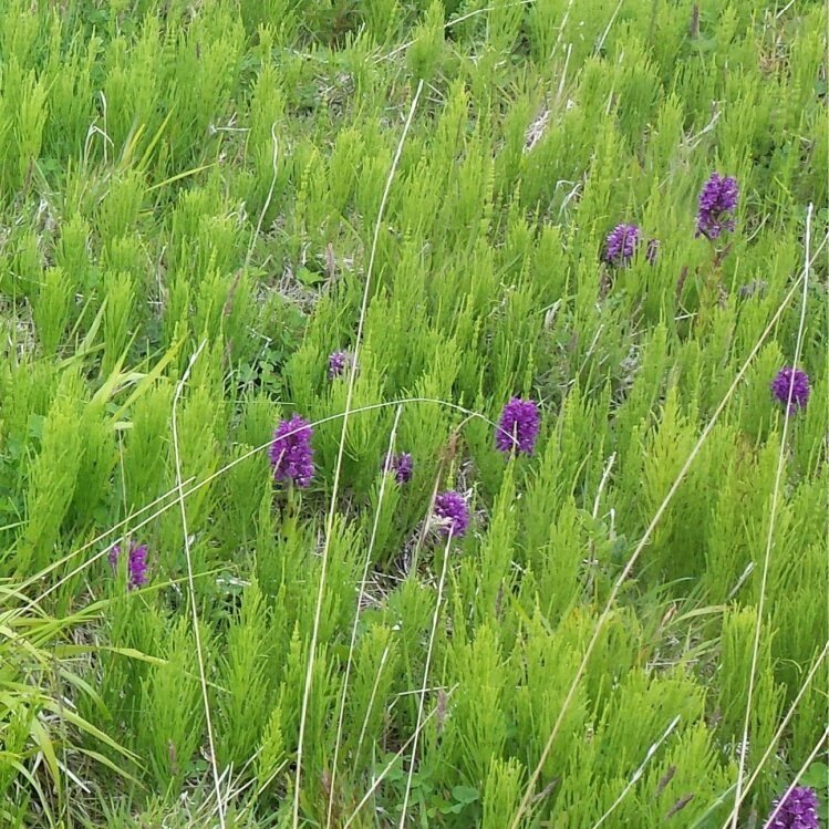 Horsetails with early purple orchids.