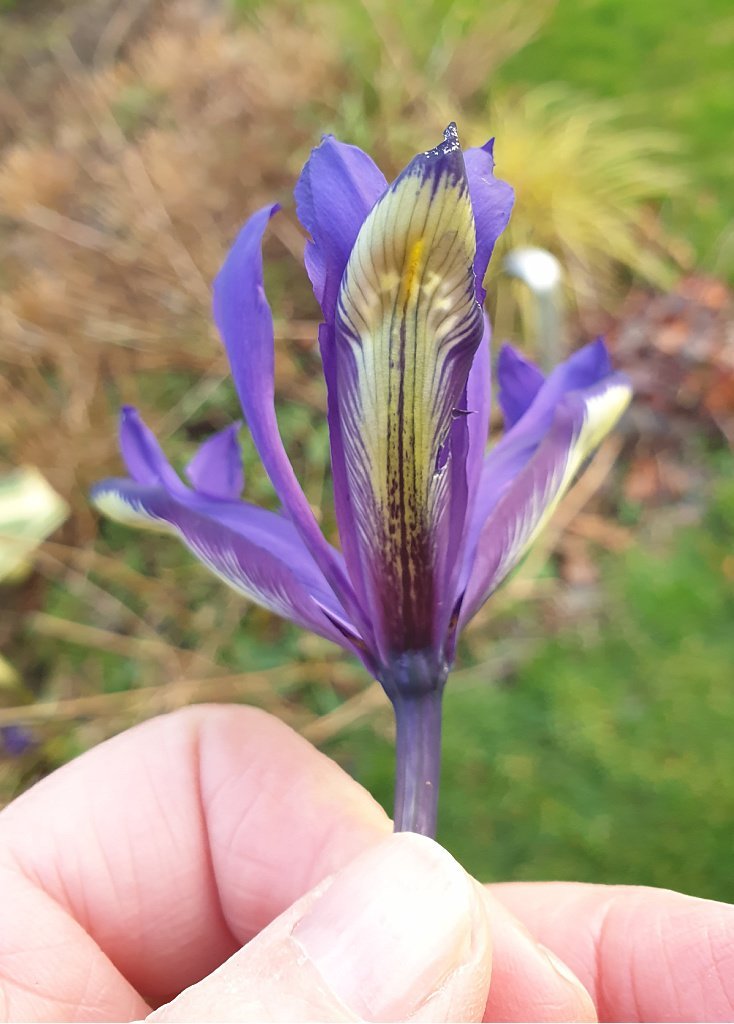 Iris reticulata close-up.