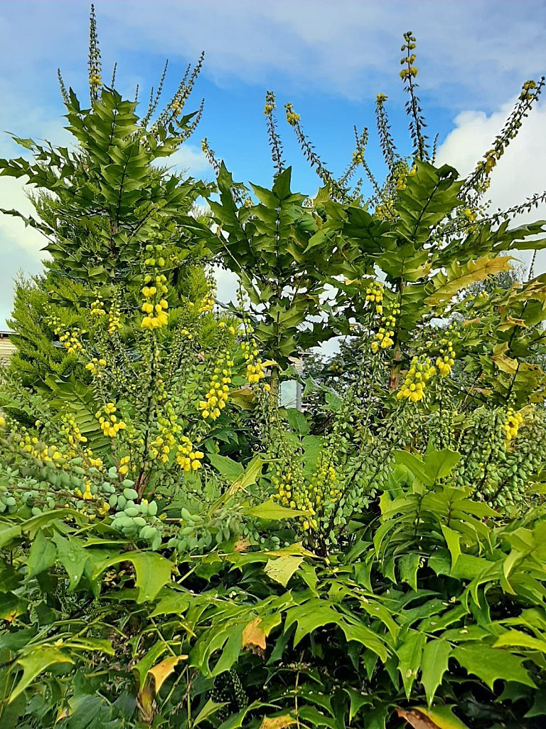 Here’s a Mahonia doing very well, a location within a mile or so of the sea
