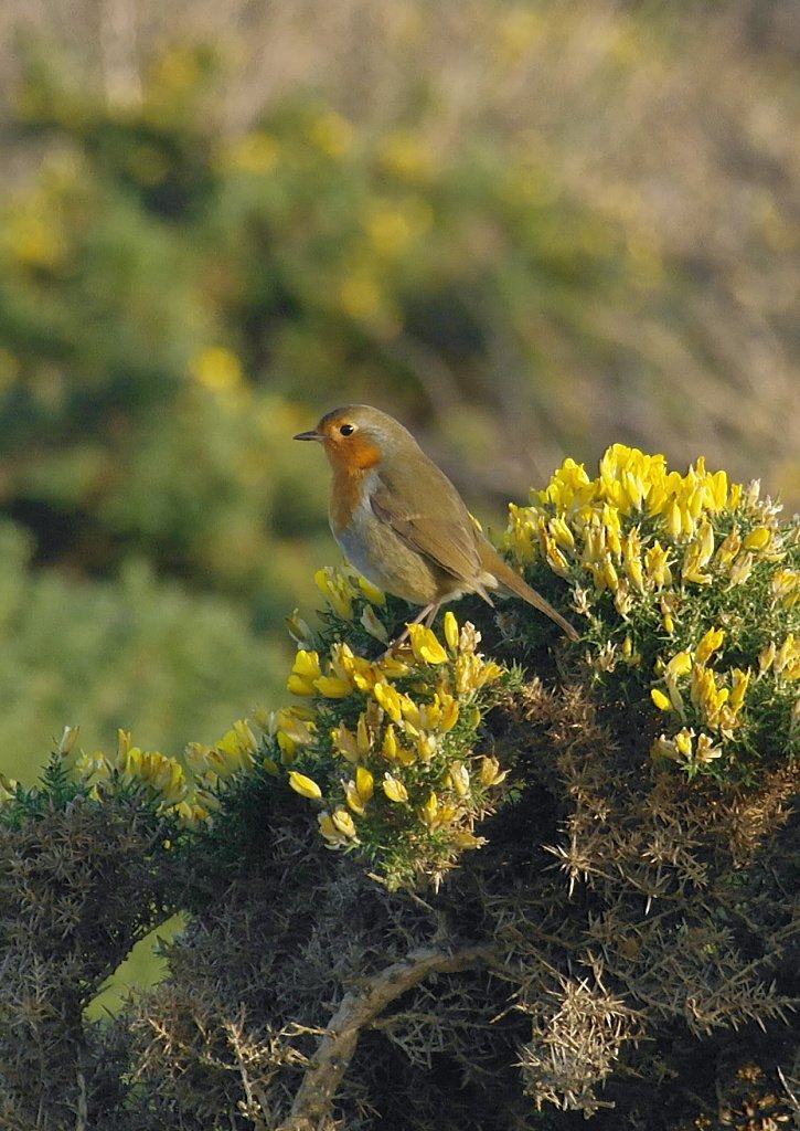 Robin on gorse. No, it’s not in my garden. This is a down-by-the-coastal-heath robin. A reminder of the ubiquity of the wee birdie.