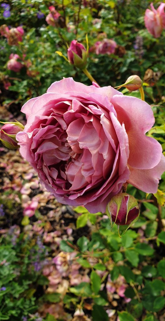 Rose 'Charles Rennie Mackintosh'