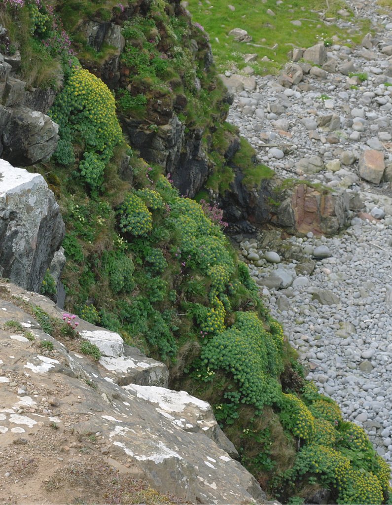 Roseroot on sea cliff