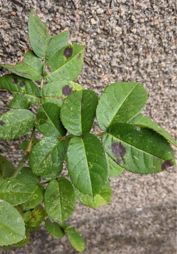 The dreaded black spot on rose foliage. Cut it out. Get rid of it.