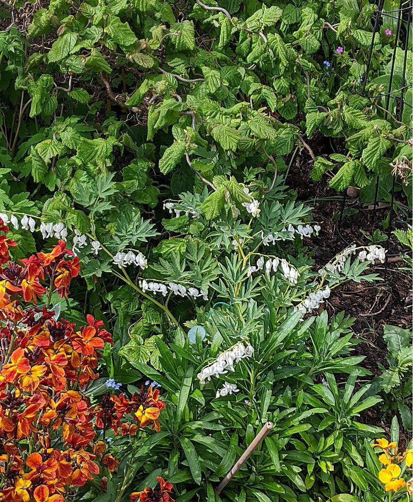 Wallflower and dicentra