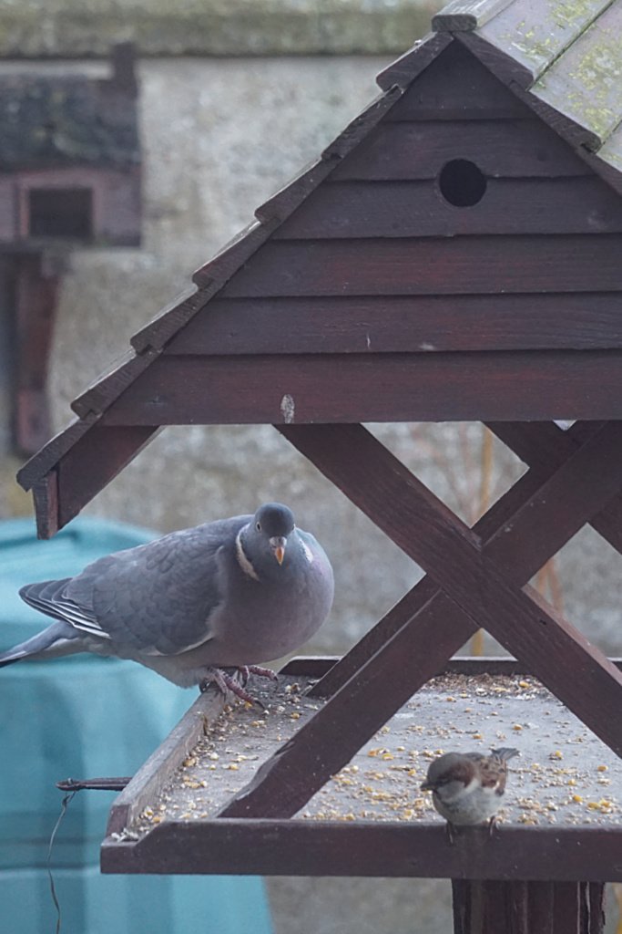 Woodpigeon on birdtable.