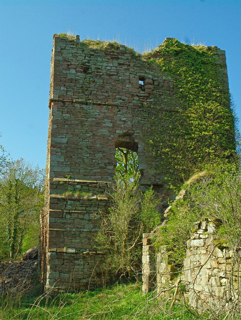 Ruinous 15th-century Cockburnspath Tower with ivy rampant