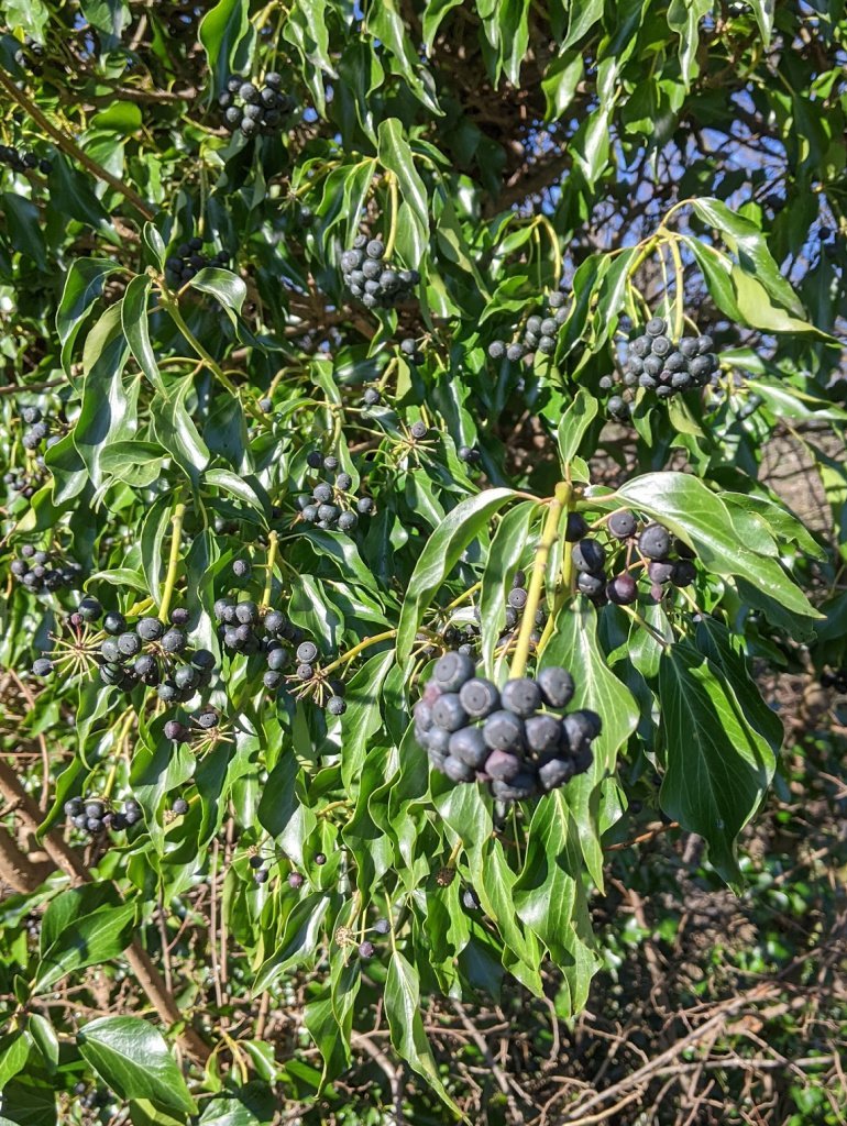 Ivy berries and mature leaves
