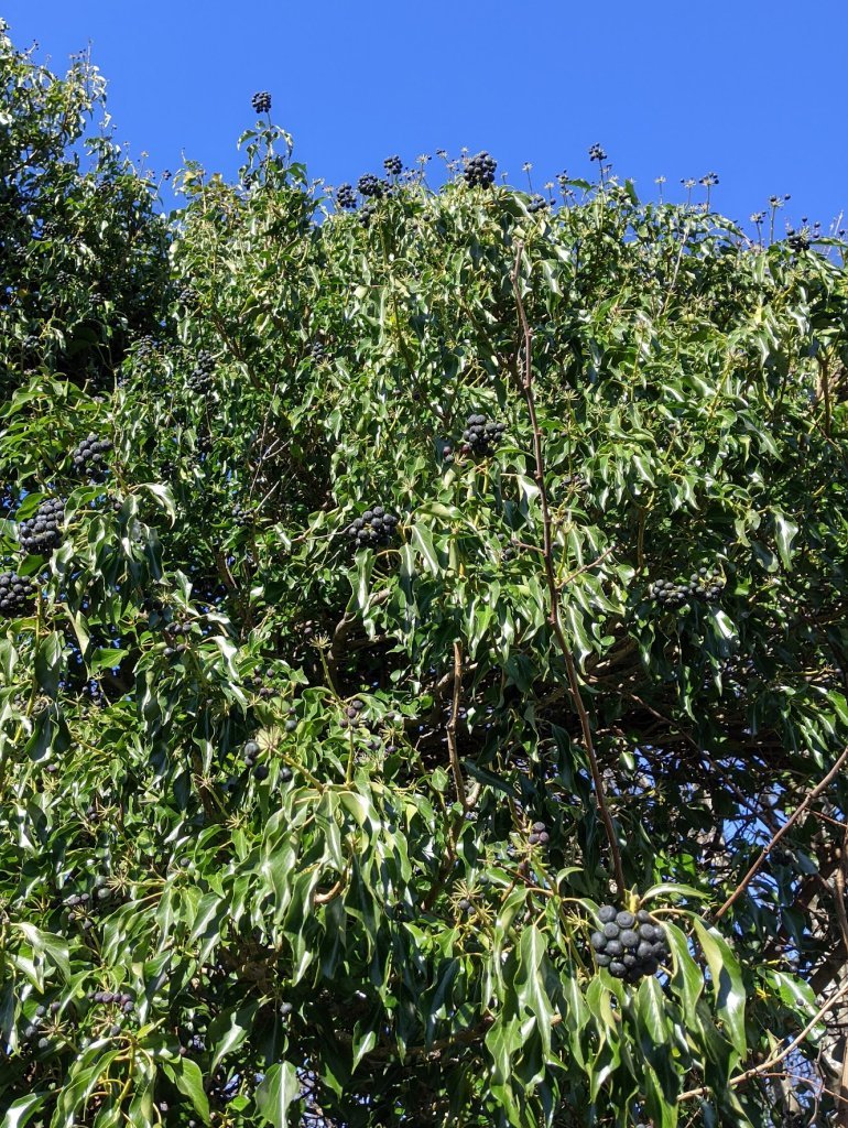 Ivy on tree-host