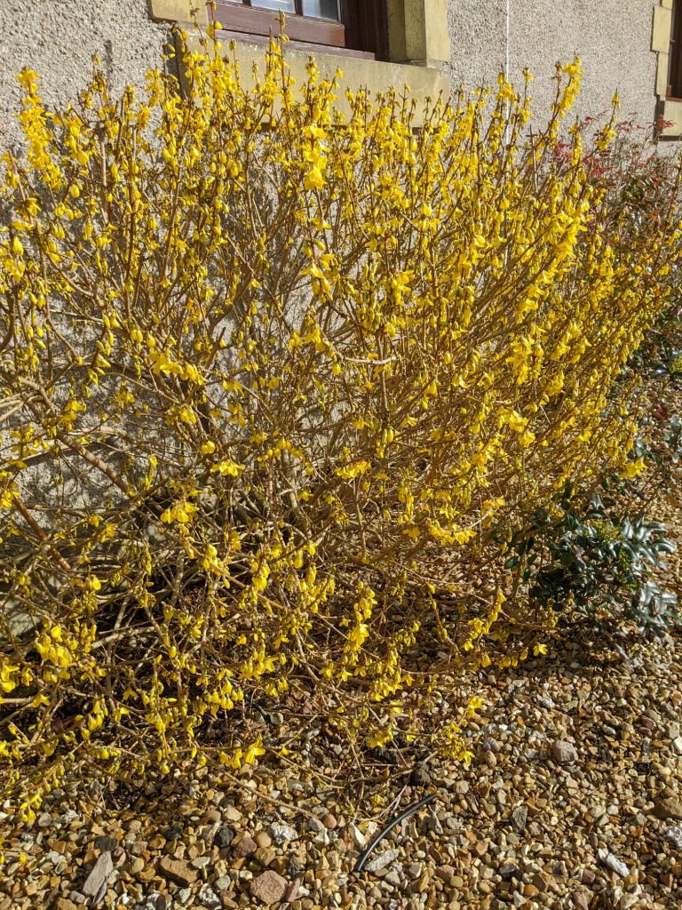 Forsythia - doing its best in early March