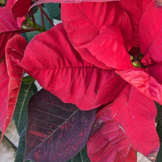 Poinsettia a couple of months after Christmas